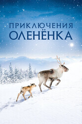 Приключения оленёнка / Aïlo: Une odyssée en Laponie