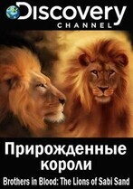 Прирожденные короли / Brothers in Blood: The Lions of Sabi Sand