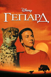 Гепард / Cheetah